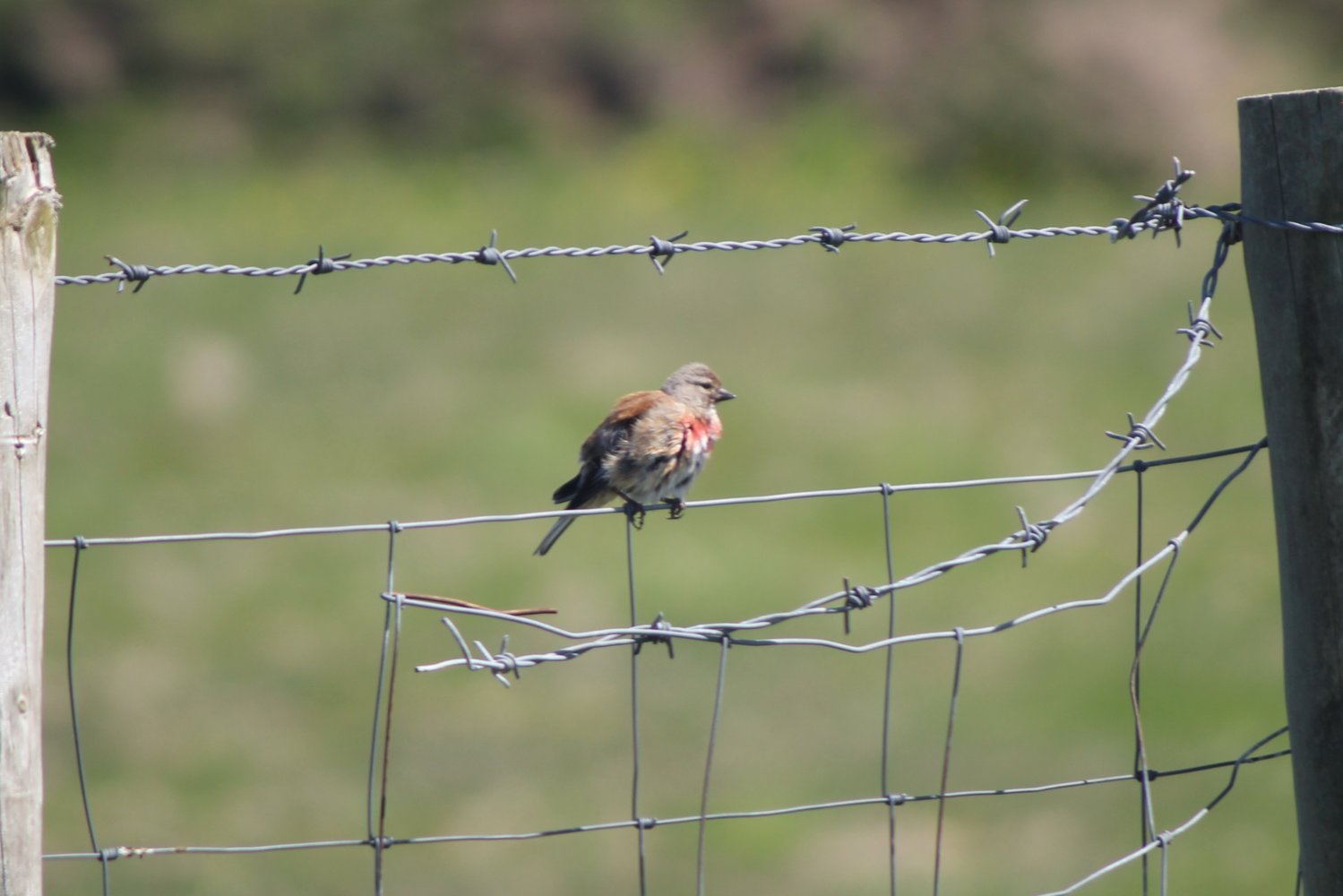 IMG_5160 (Linnet).jpg