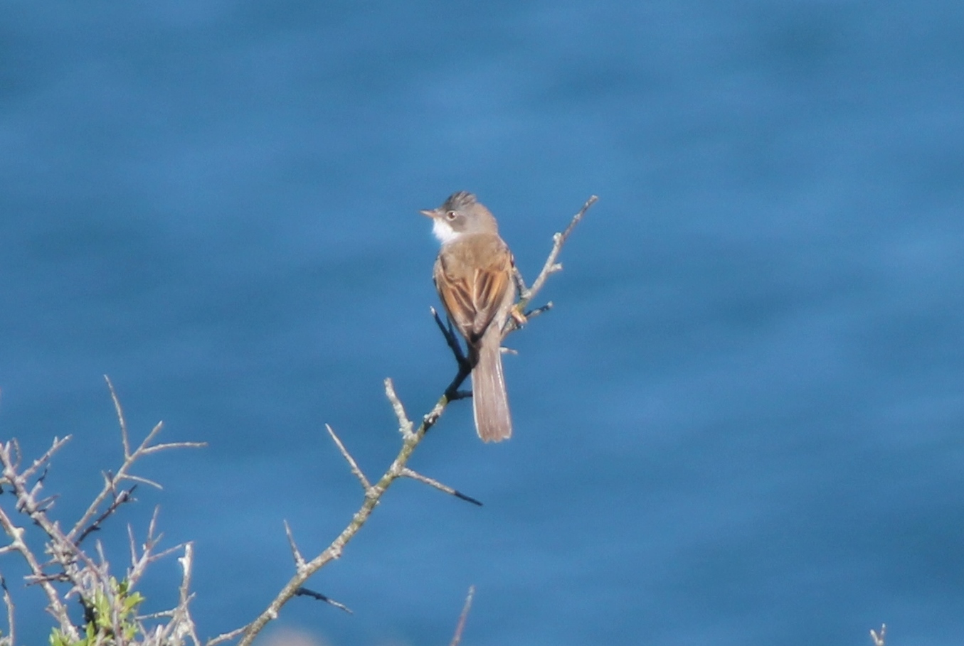 IMG_5176 (Whitethroat).jpg