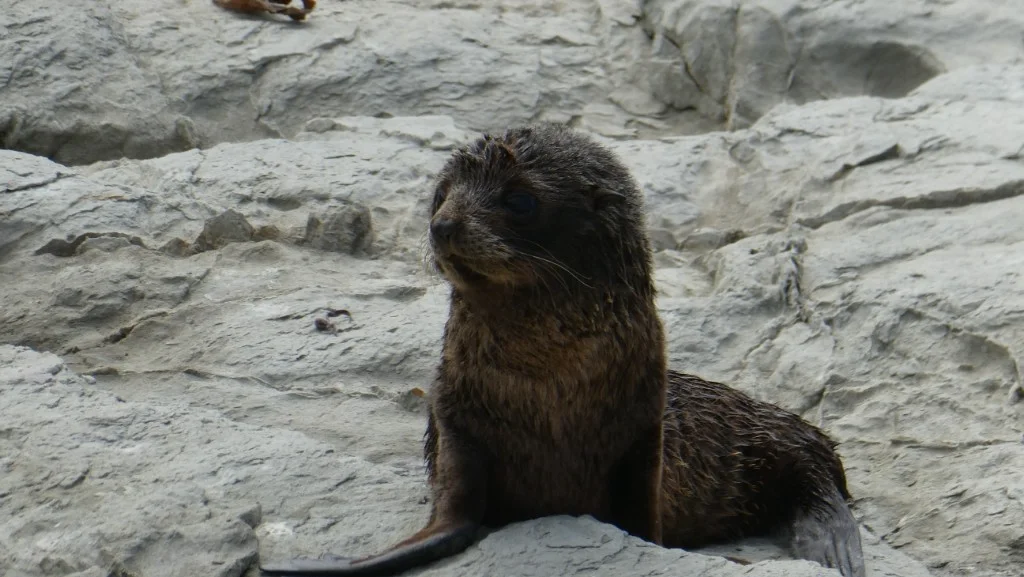 Kaikoura seals 1.webp