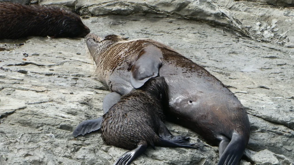 Kaikoura seals 2.webp