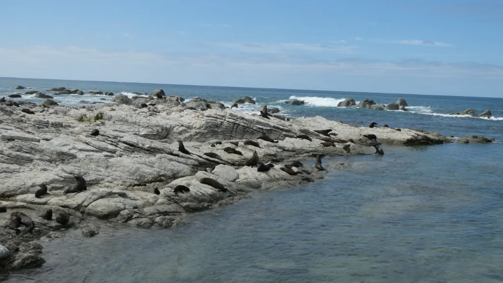 Kaikoura seals 3.webp