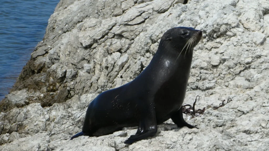 Kaikoura seals 4.webp