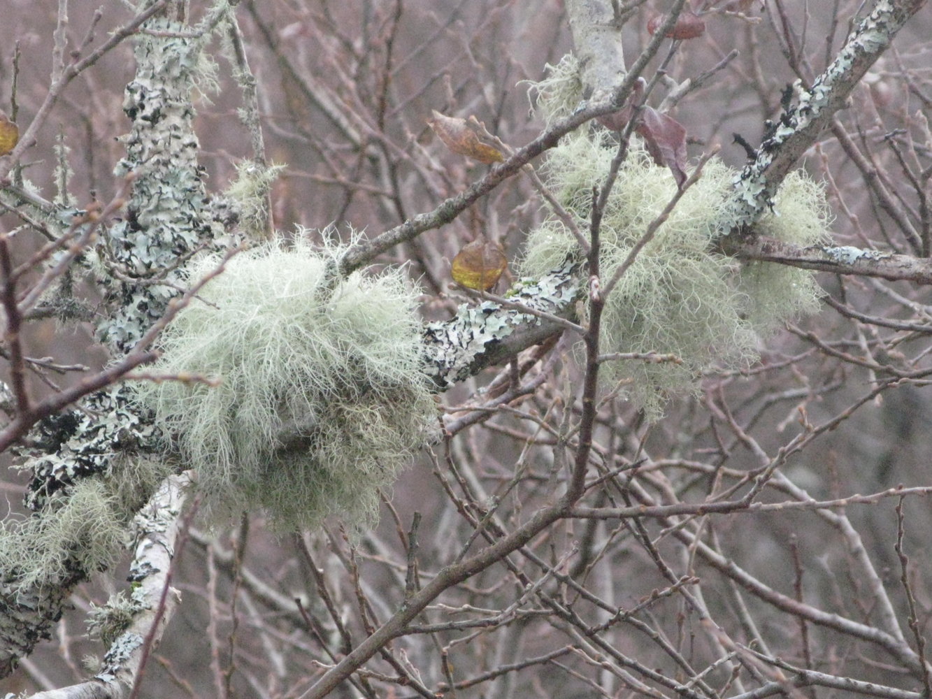 lichen.JPG