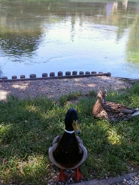 L'Isle-sur-Sorgue Ducks 2.jpg