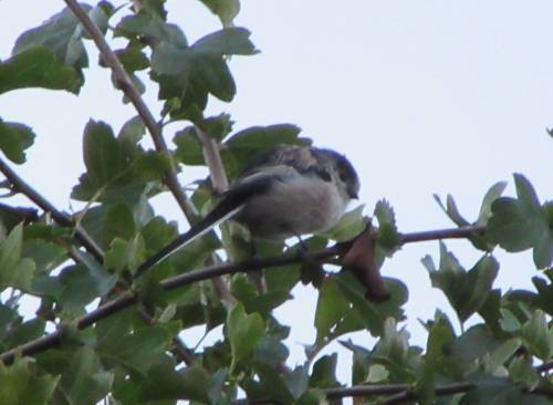 Long tailed tit.jpg