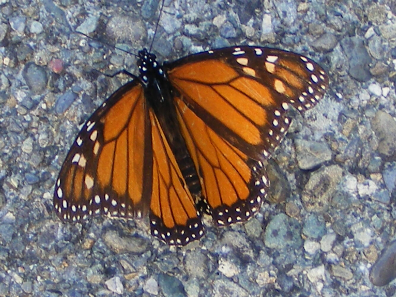 Monarch Butterfly.jpg