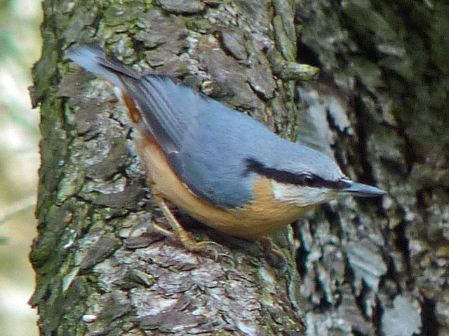 Nuthatch 1.jpg