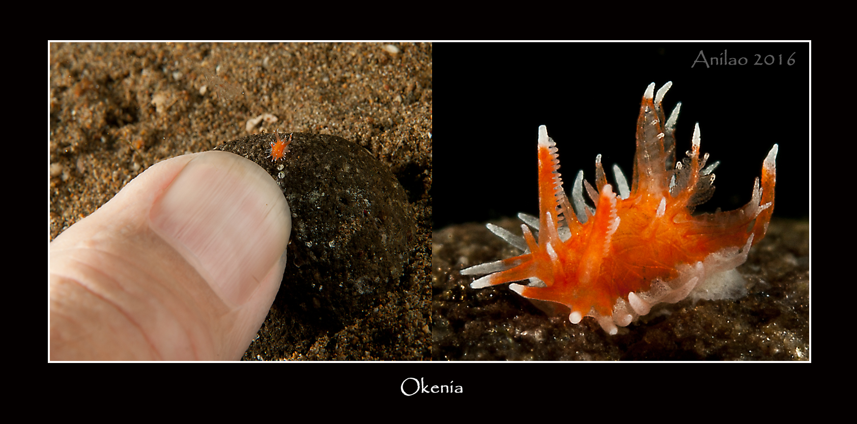 Okenia_sp.4_A16_6112_6122ff.jpg