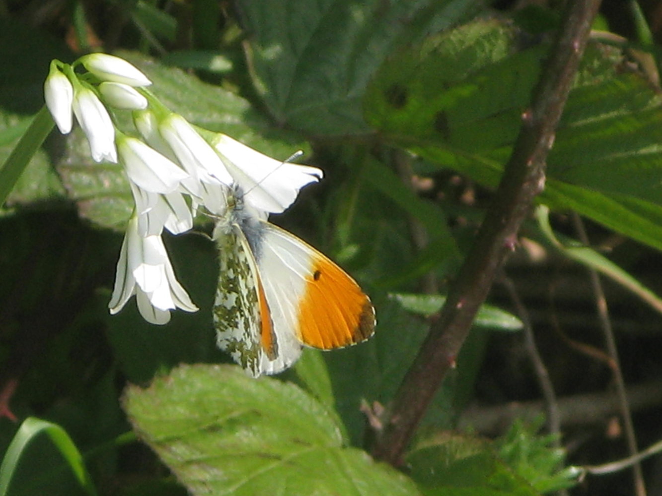 orangetip.JPG