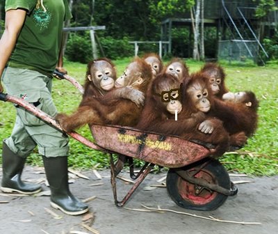 orangutan-wheelbarrow.jpg