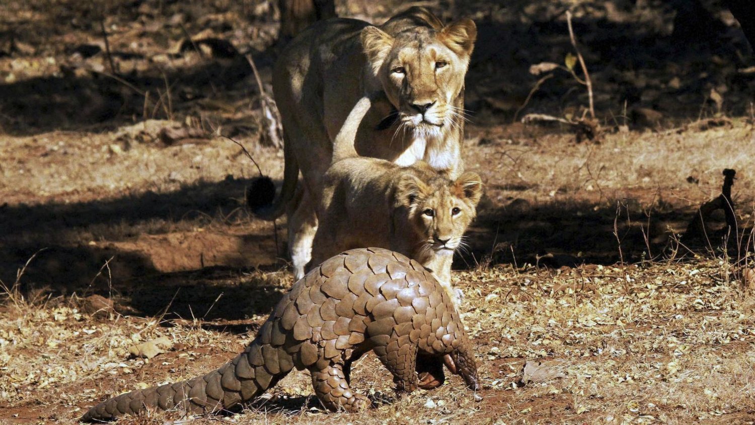 pangolin.jpg