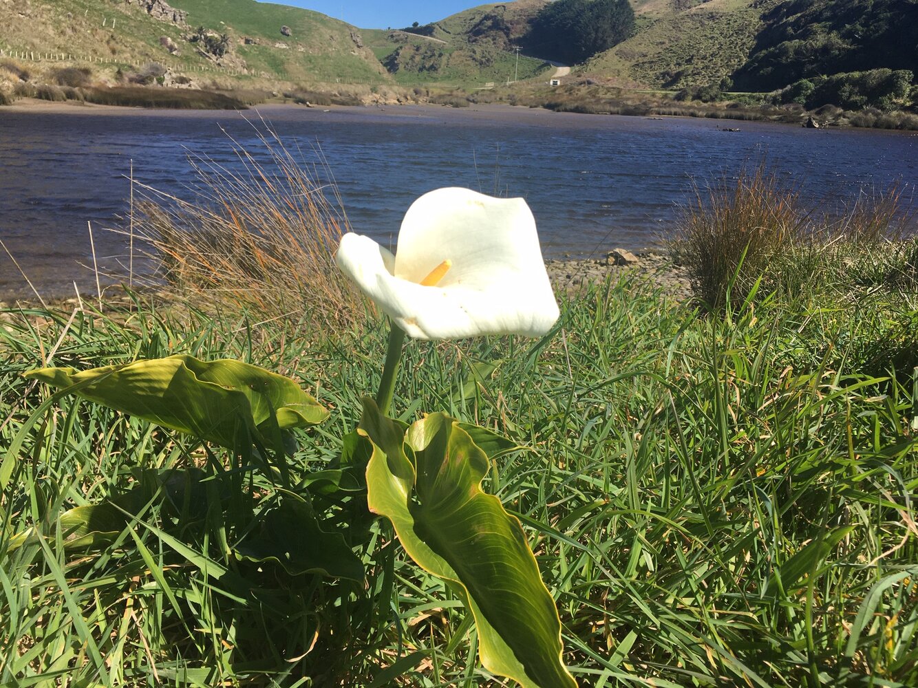 Patarau Arum Lily Sept 2020.jpg