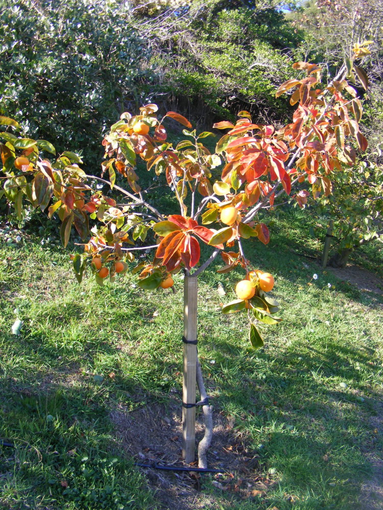 Persimmon Tree April 2020.jpg