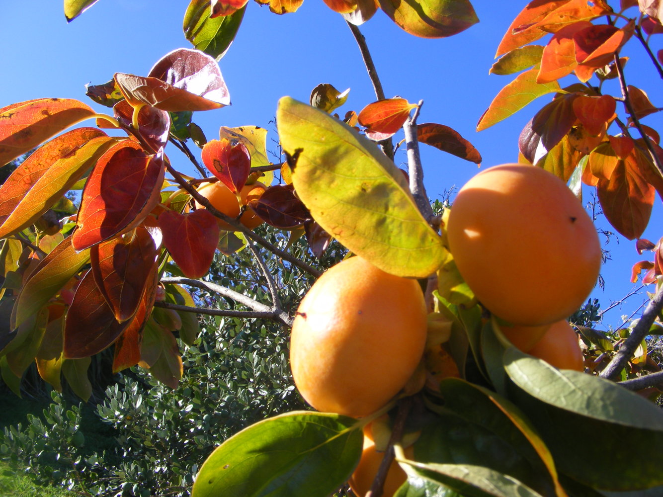 Persimmons April 2020.jpg