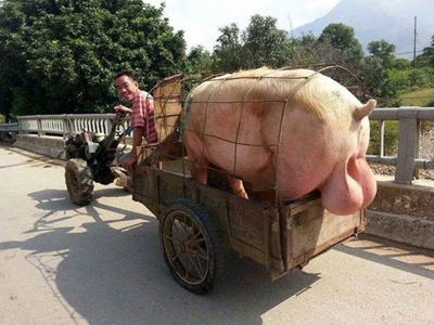 Pig reversing sensor.jpg