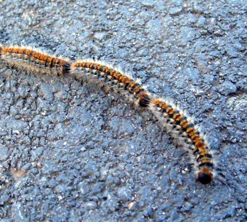 Pine-processionary-moth-Thaumetopoea-pityocampa-France.jpg