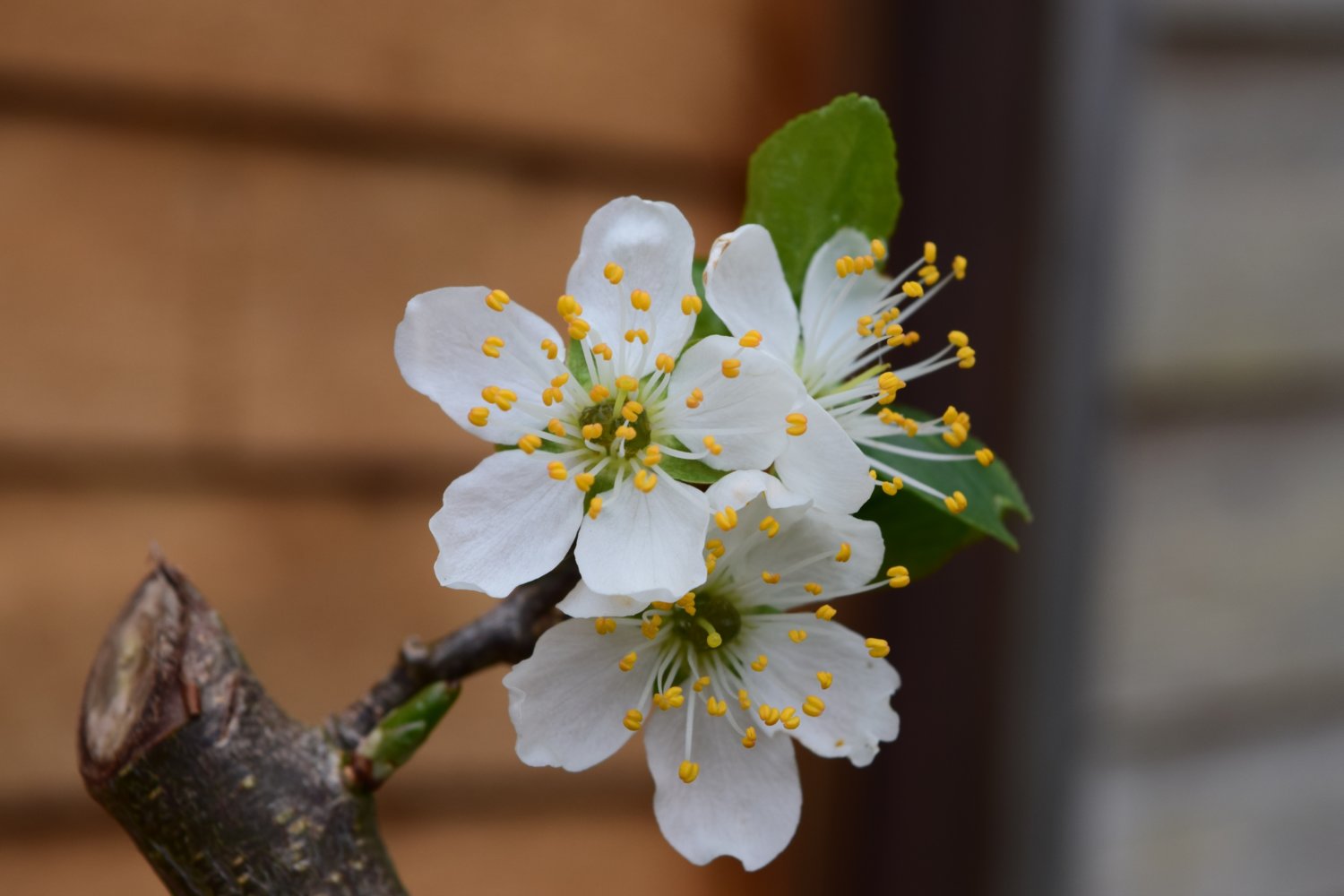 plum blossom.JPG