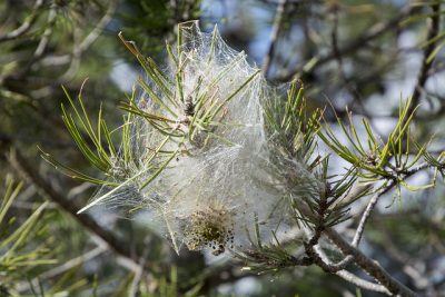 Processionary-caterpillars-in-Spain-Nest-400x267.jpg