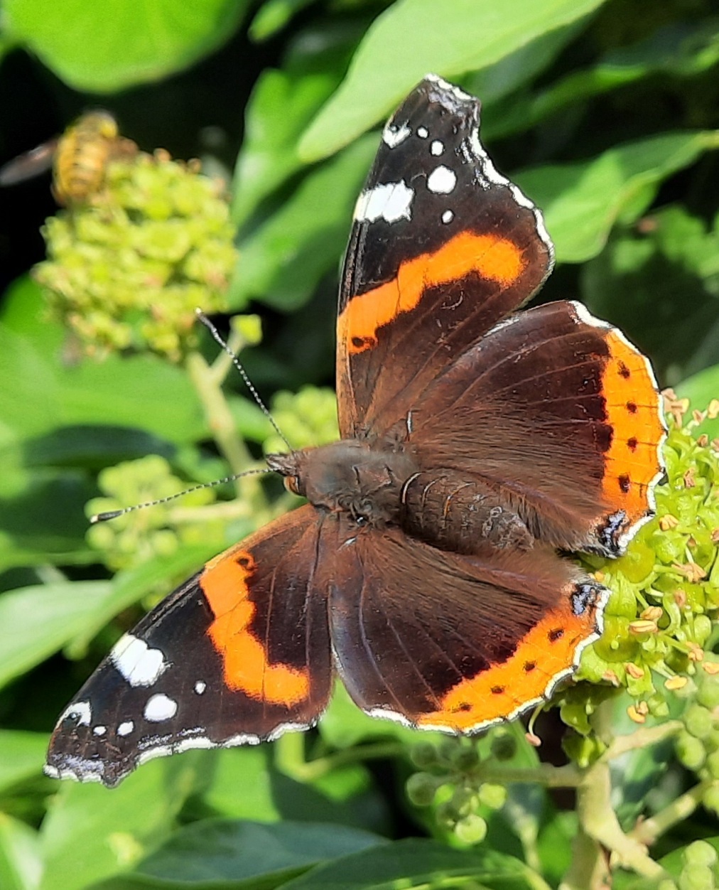 Red Admiral.jpg