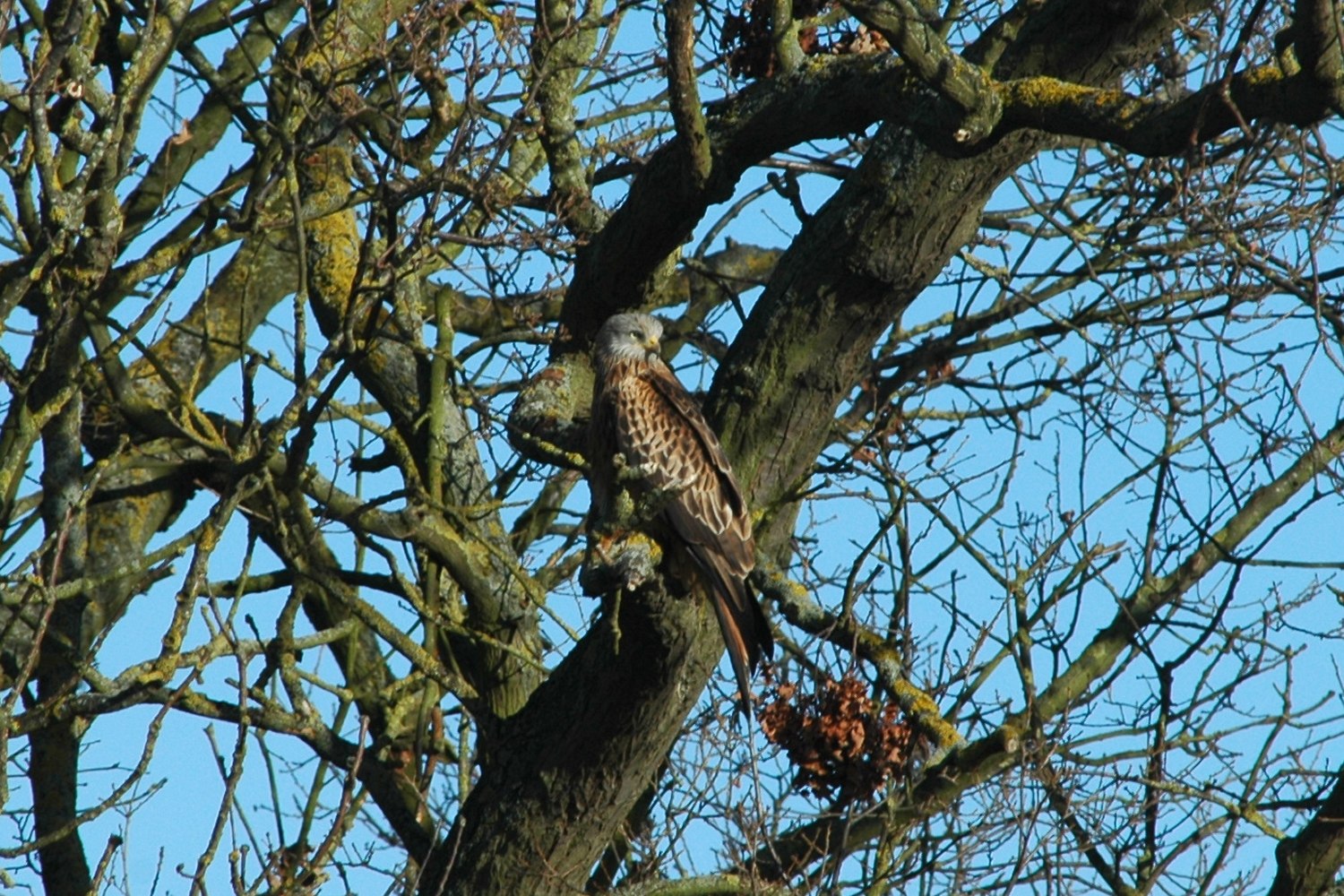 red-kite 1.jpg