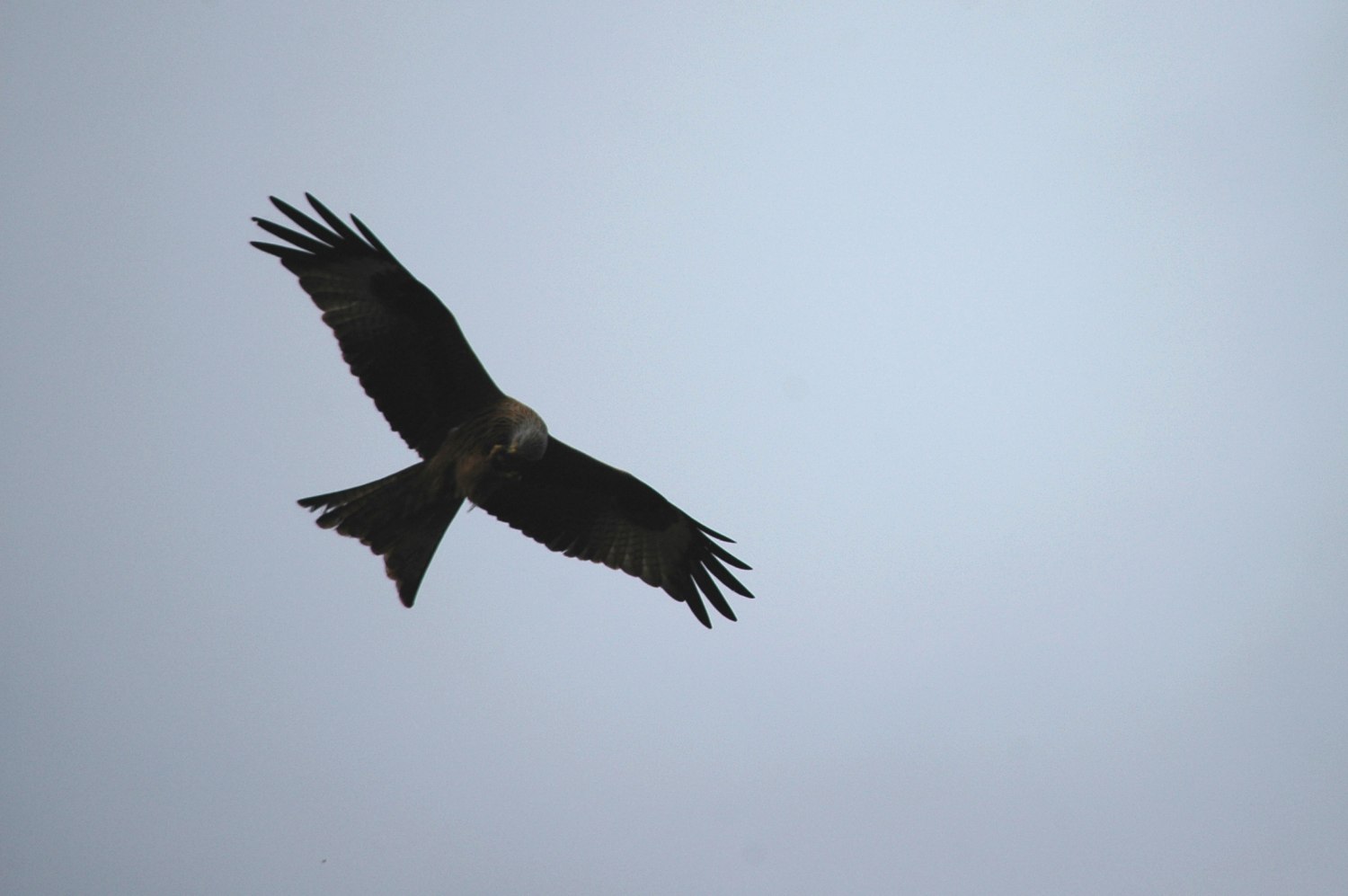 Red Kite 2.jpg