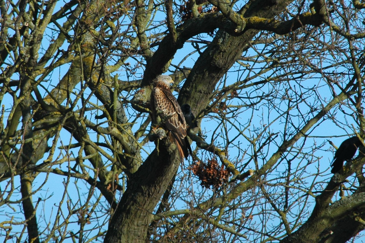 red-kite 2.jpg