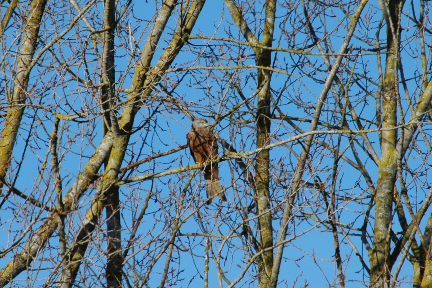 red-kite 3.jpg