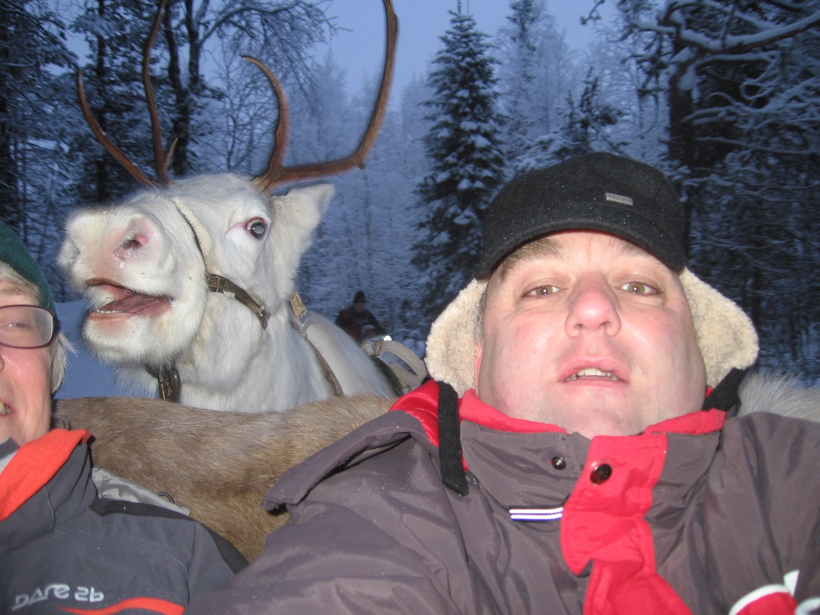 Reindeer, what reindeer (2009).JPG