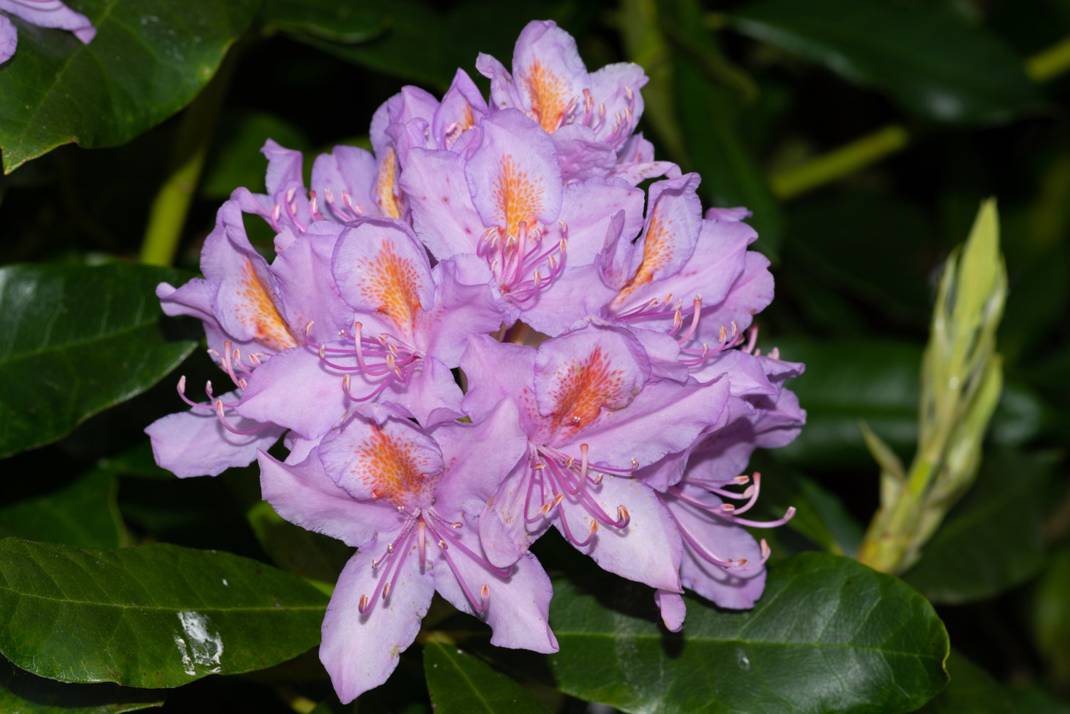 rhodedendron flower.jpg