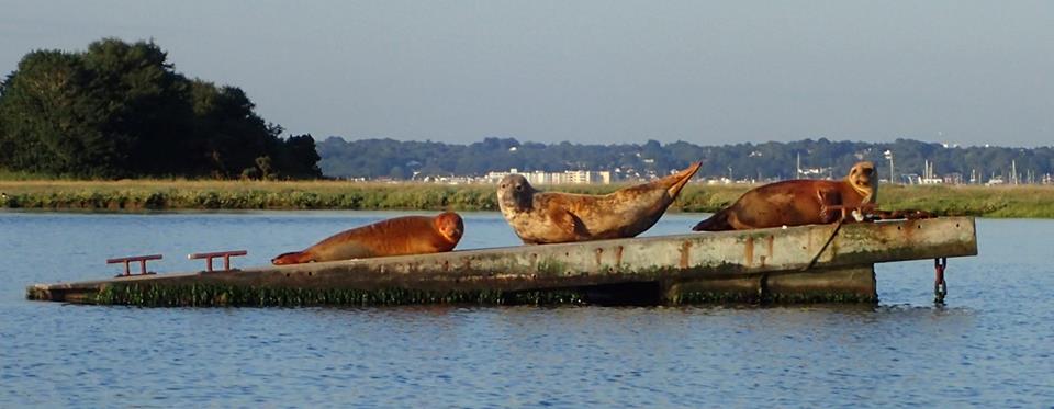 sealions.jpg