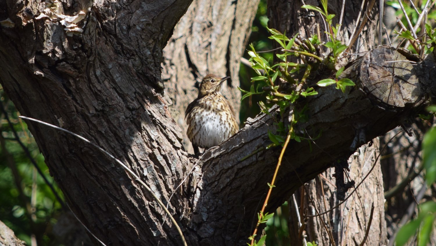 song thrush.jpg