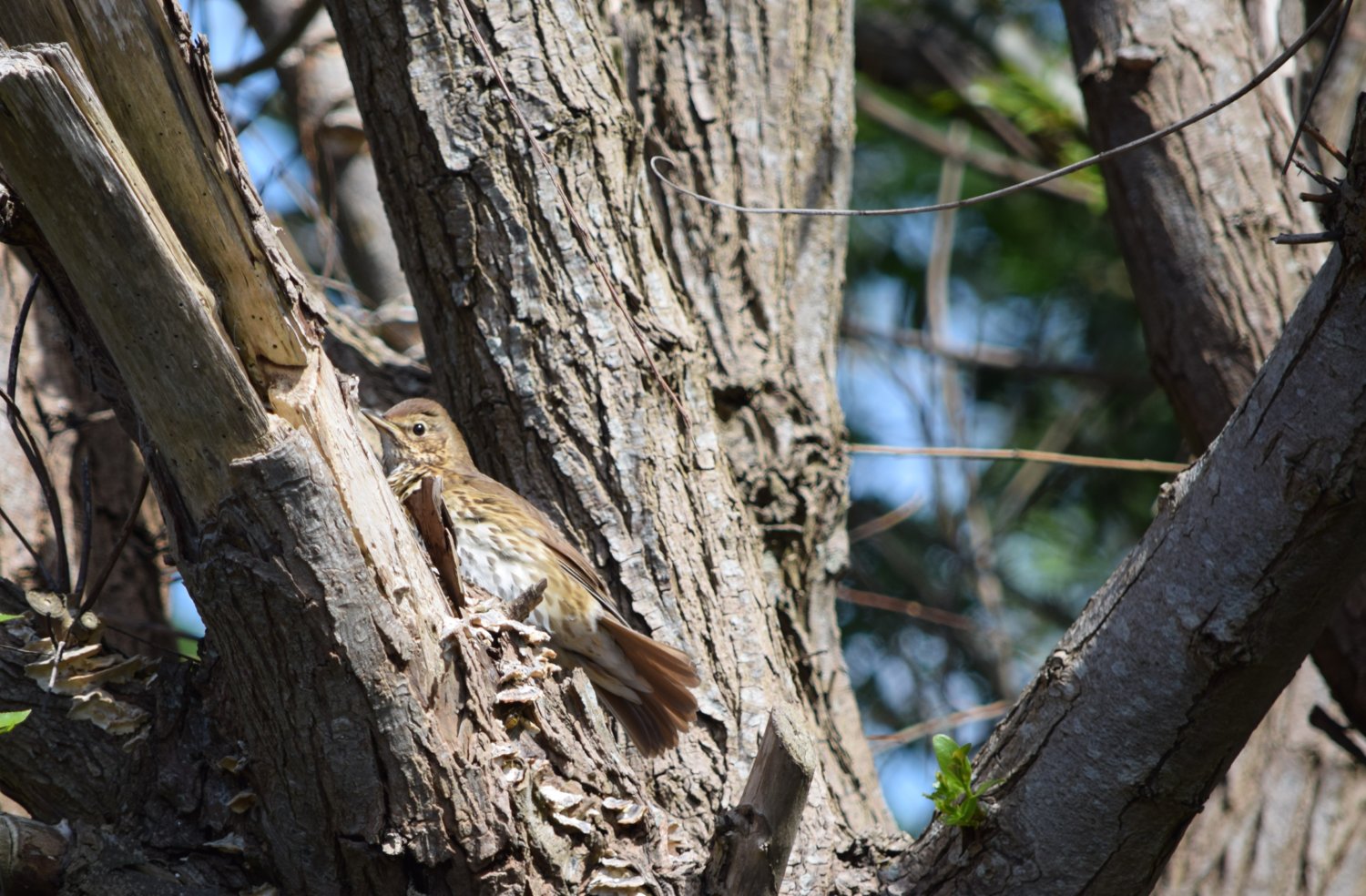 song thrush2.jpg