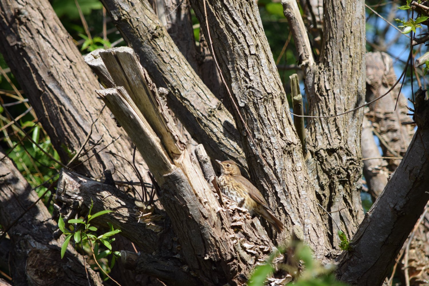 song thrush4.jpg