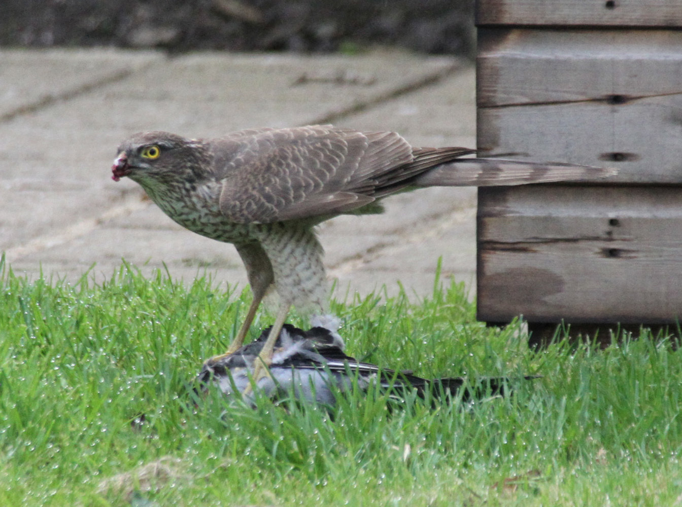 Sparrow Hawk.jpg