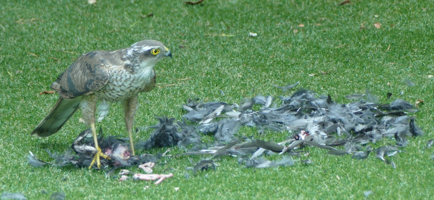 sparrowhawk.jpg