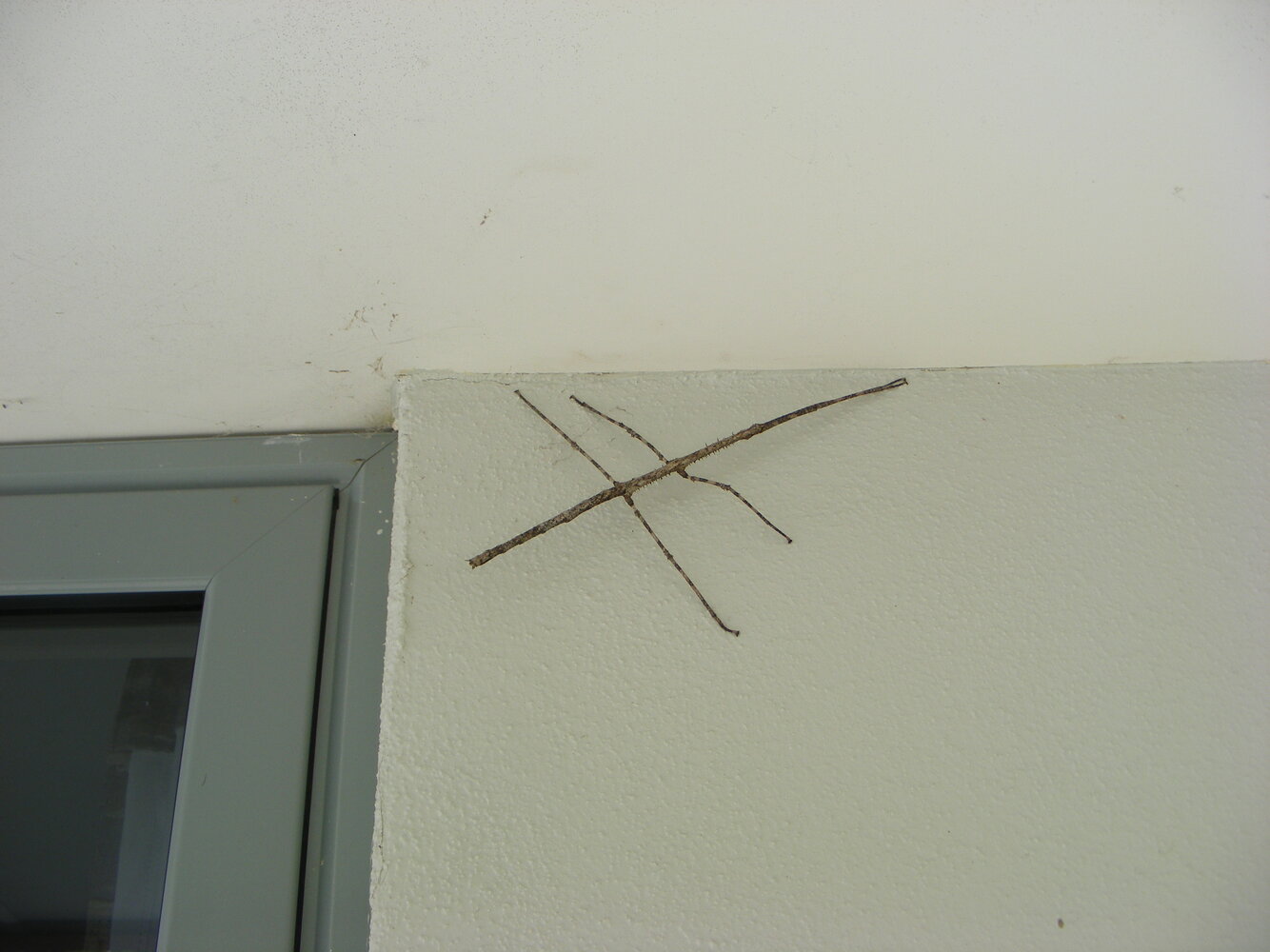 Stick Insect 2.jpg