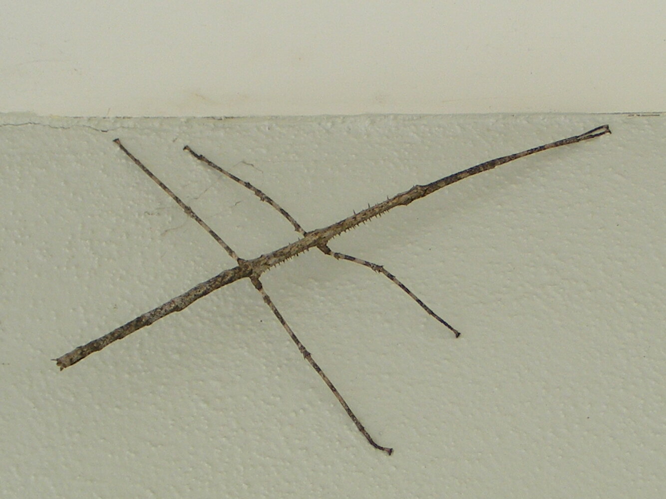 Stick Insect Oct 2020.jpg