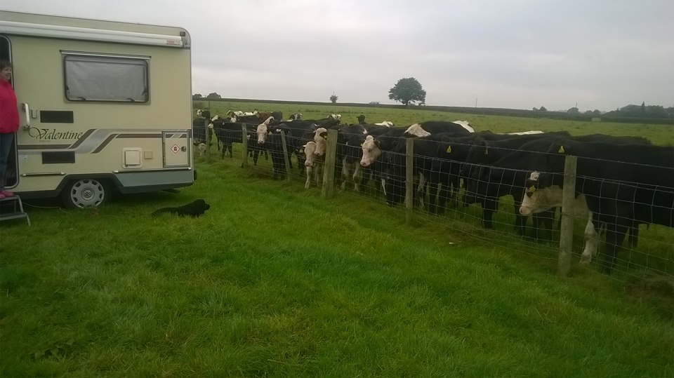 Stoke Prior 2017 meeting the cows.jpg