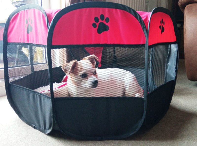 tazzy in playpen.jpg