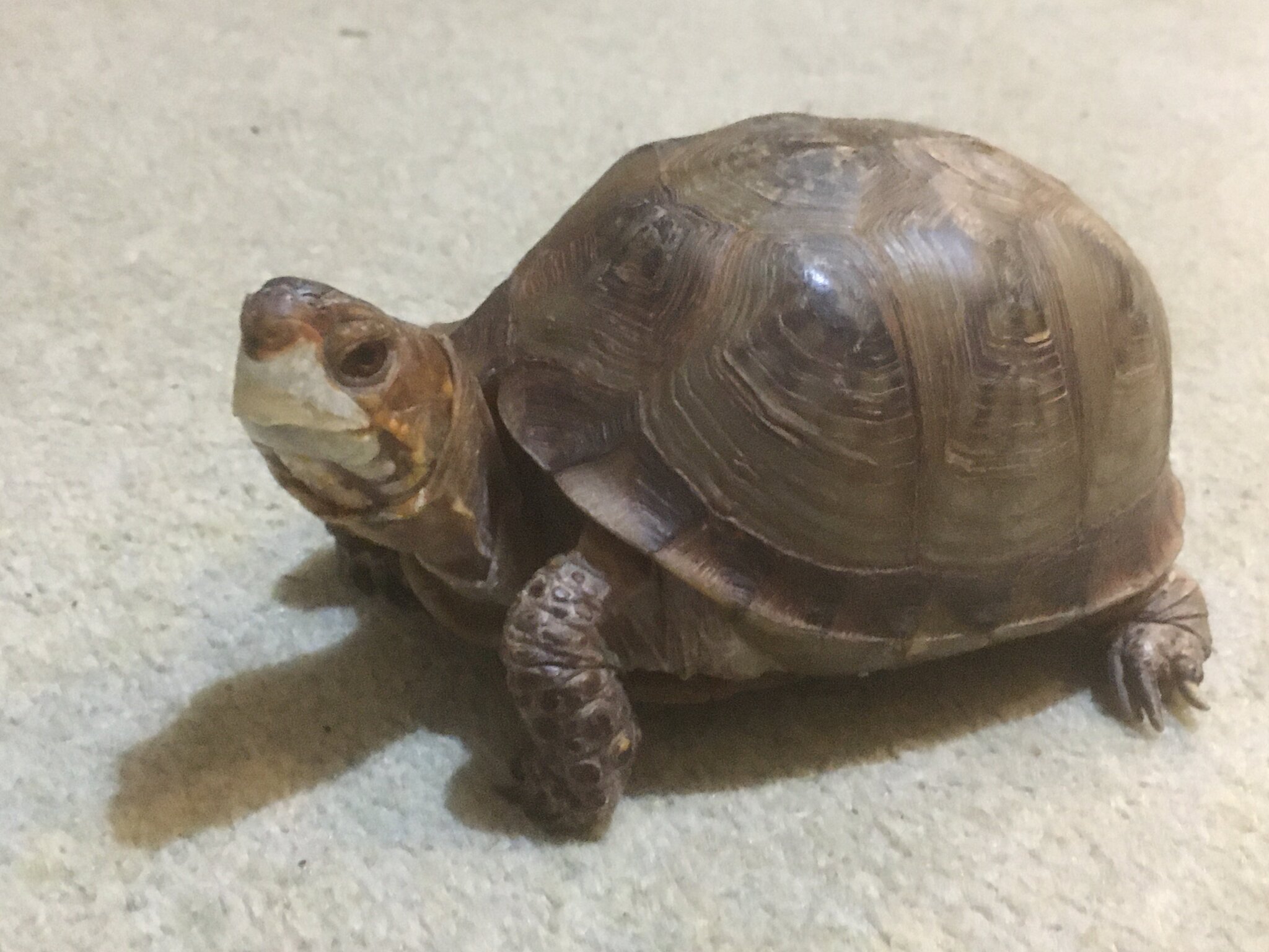 Tortoise called?.JPG