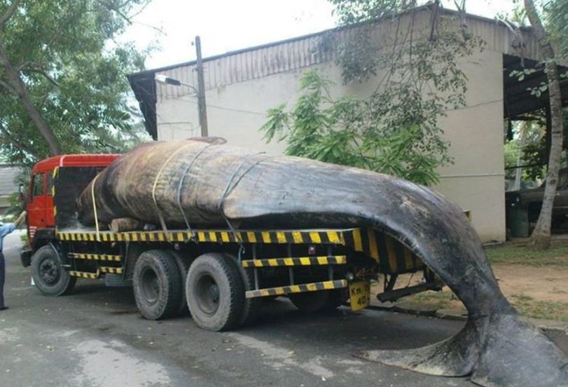 Whale on lorry.jpg