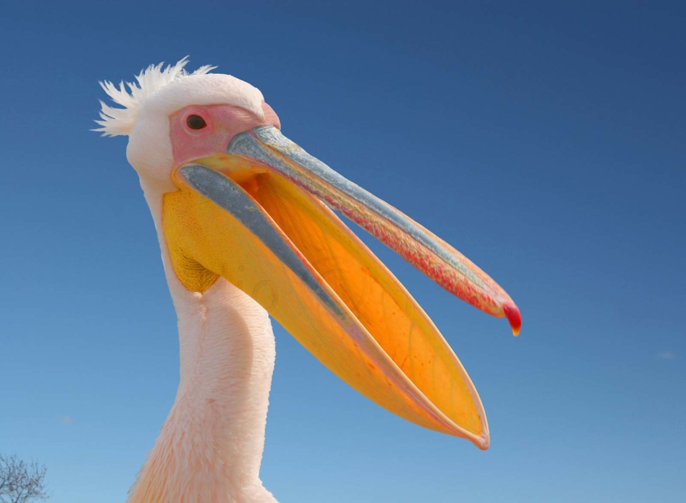 White-pelican.jpg