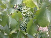 Grapes 1.jpg