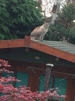 Bobby sat up on Villa Roof.JPG