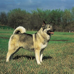 Norwegian-elkhound.jpg