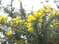 gorse.JPG