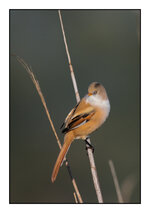 Bearded Tit (F).jpg