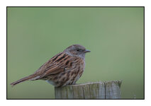 Dunnock on a post.jpg