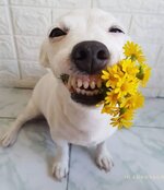 Birthday smiling dog with flowers.jpg