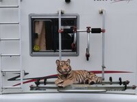 IMG_20211mhome tiger.jpg